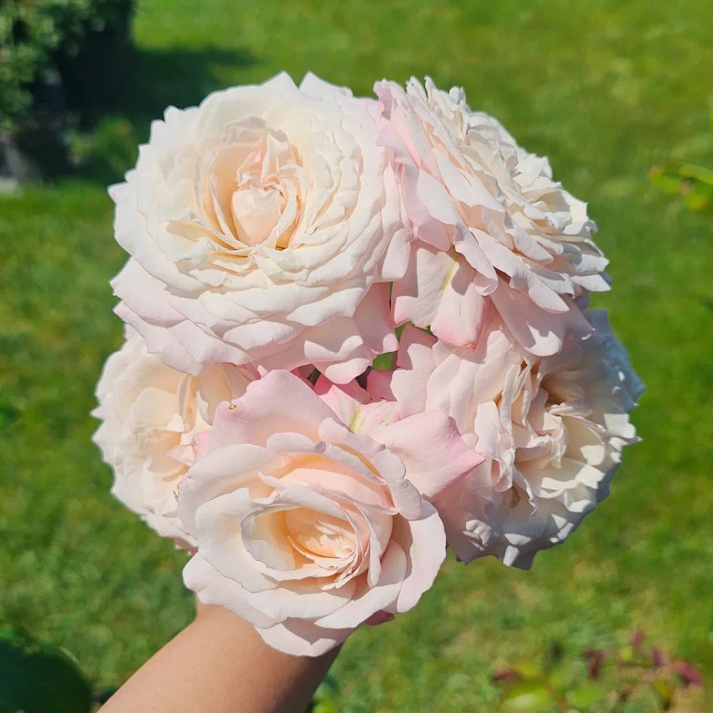 Rosenfaszination German Florist Shrub Rose Bush For Sale