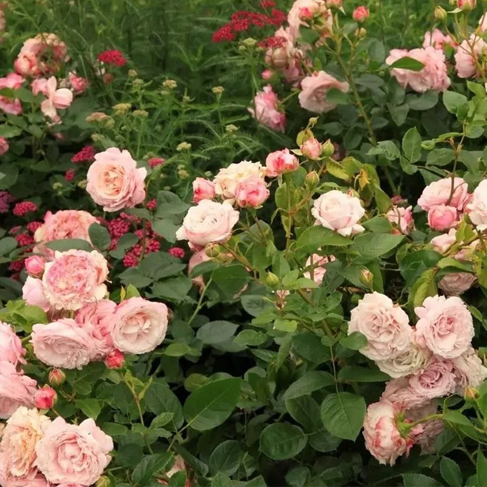 Rosenfaszination German Florist Shrub Rose