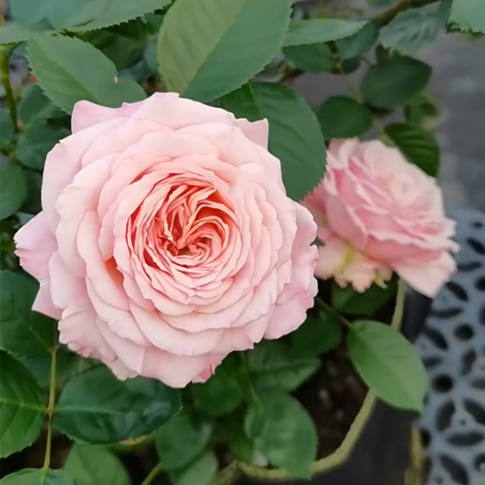 Rosenfaszination German Florist Shrub Rose