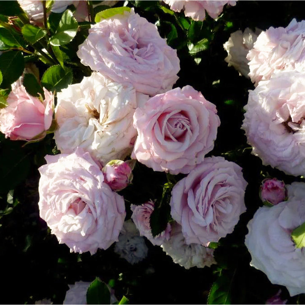 Rosenfaszination German Florist Shrub Rose
