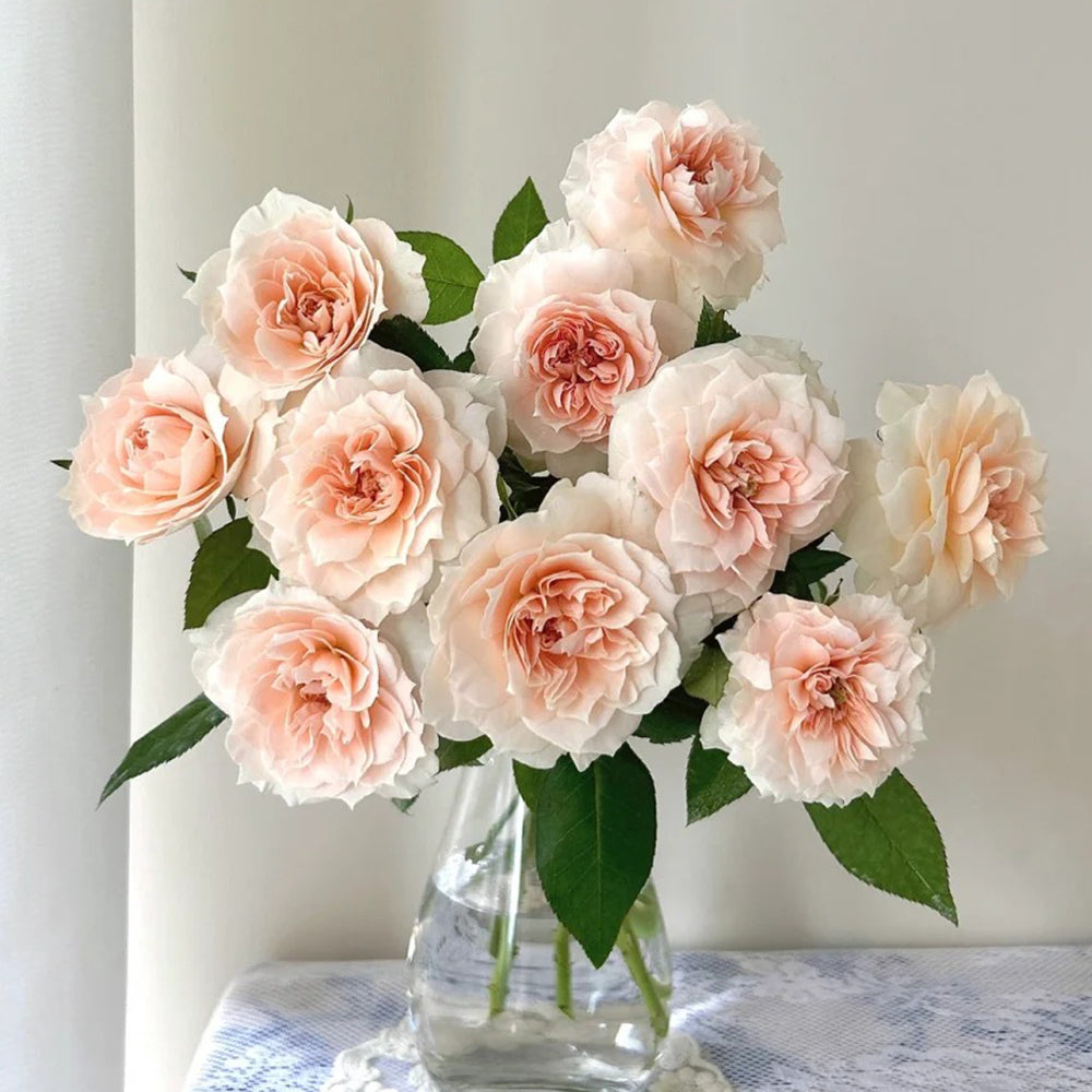Denmark Florist Shrub Rose Inspired by Royal Diva
