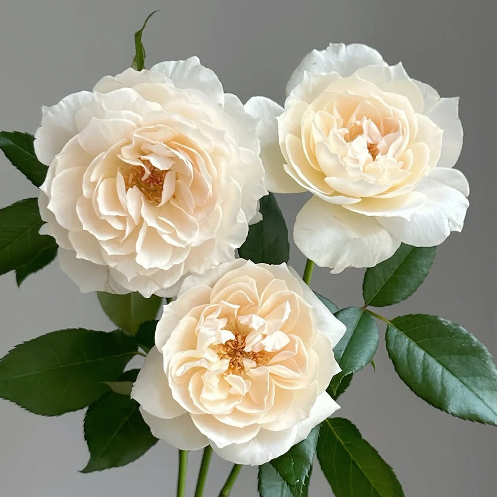 Denmark Florist Shrub Rose Inspired by Royal Diva