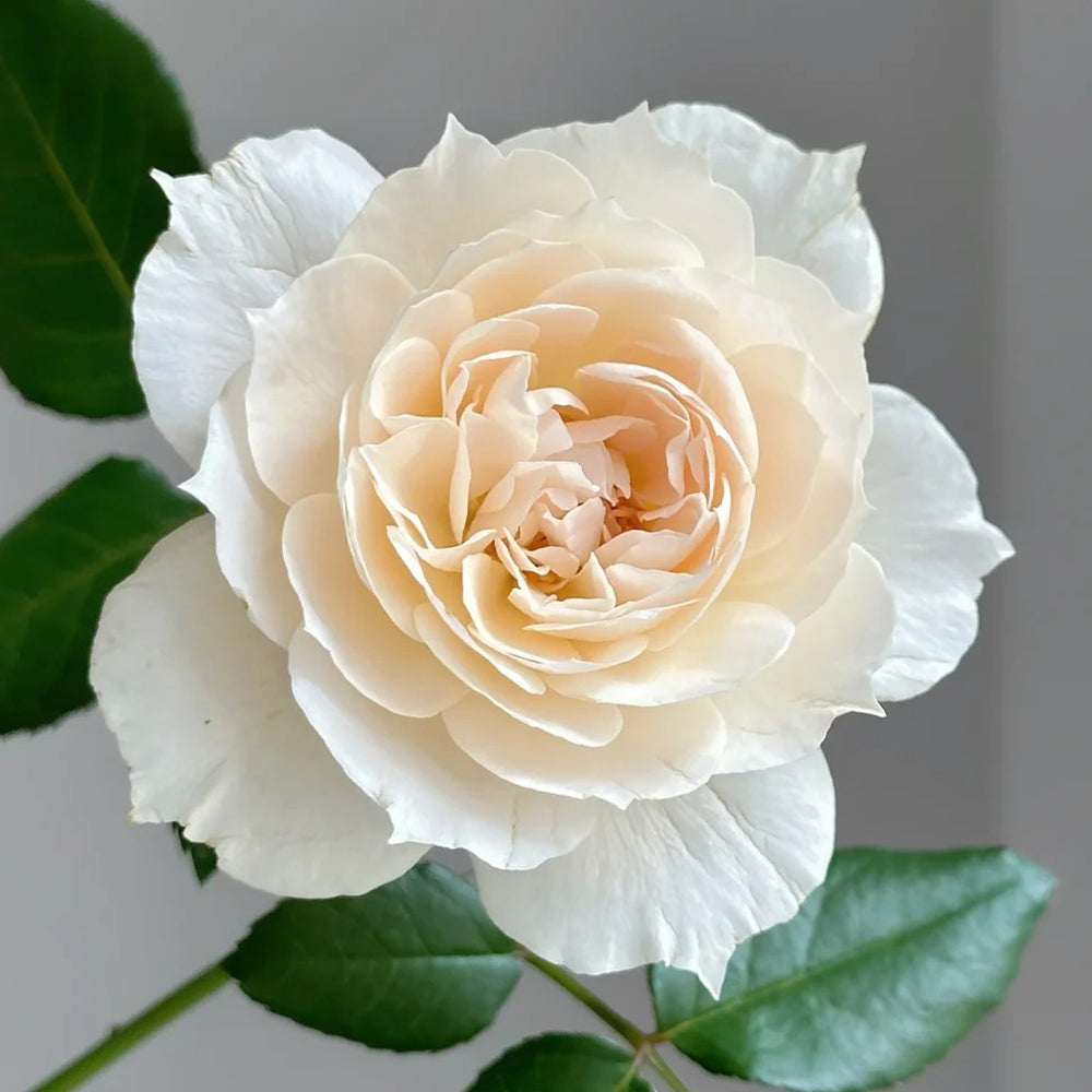 Denmark Florist Shrub Rose Inspired by Royal Diva