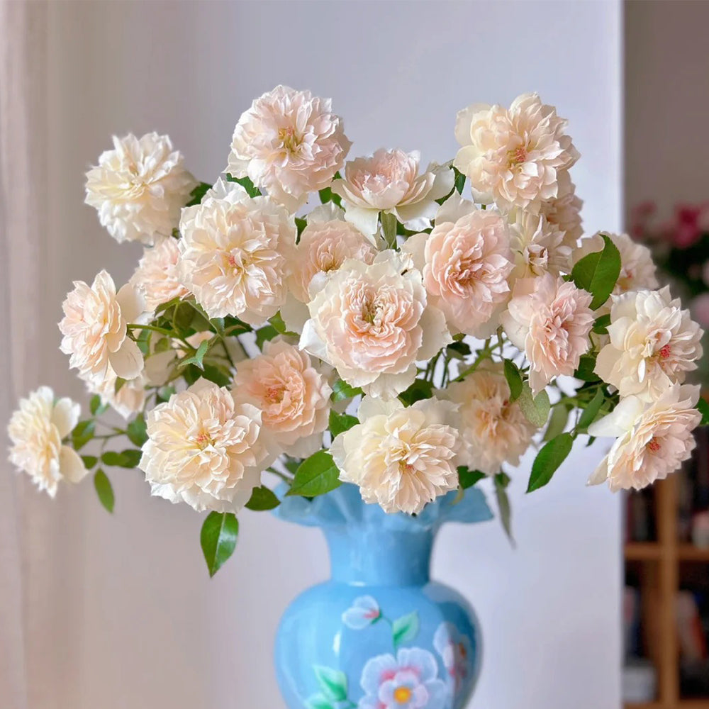 Denmark Florist Shrub Rose Inspired by Royal Diva