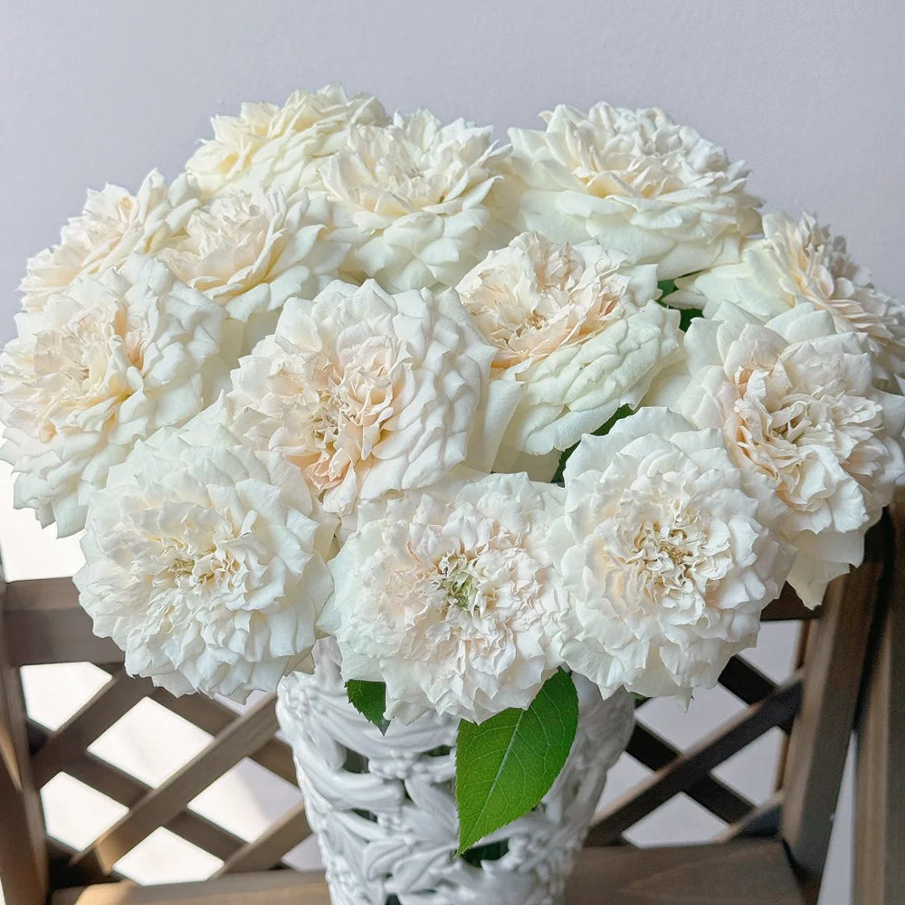 Denmark Florist Shrub Rose Inspired by Royal Diva