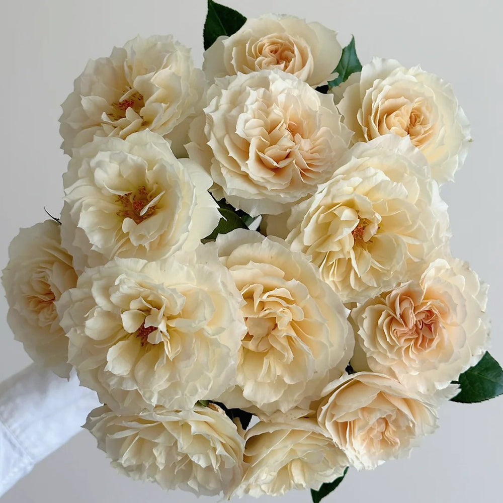Denmark Florist Shrub Rose Inspired by Royal Diva