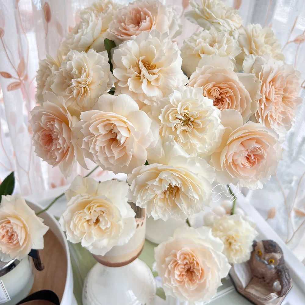 Denmark Florist Shrub Rose Inspired by Royal Diva