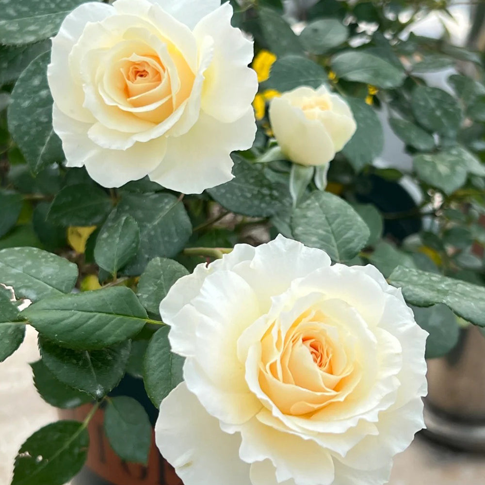 Denmark Florist Shrub Rose Inspired by Royal Diva