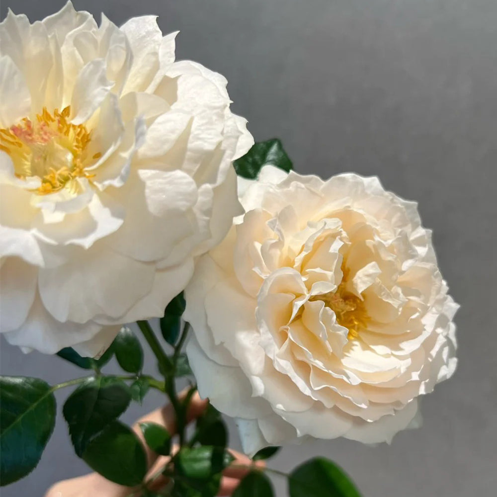 Denmark Florist Shrub Rose Inspired by Royal Diva