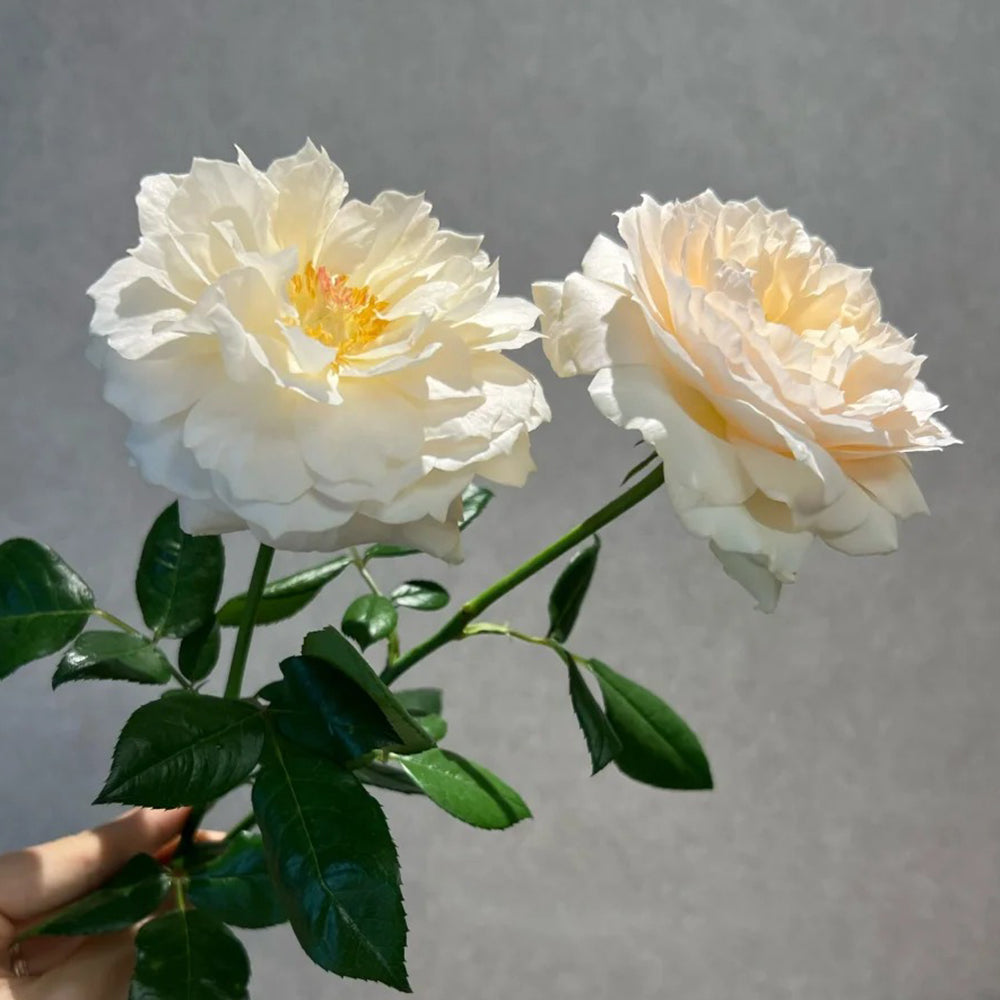 Denmark Florist Shrub Rose Inspired by Royal Diva