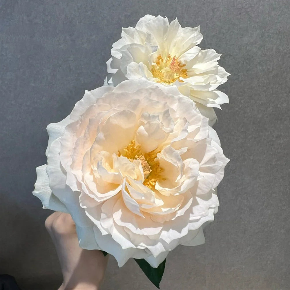 Denmark Florist Shrub Rose Inspired by Royal Diva