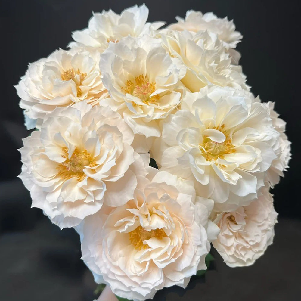Denmark Florist Shrub Rose Inspired by Royal Diva