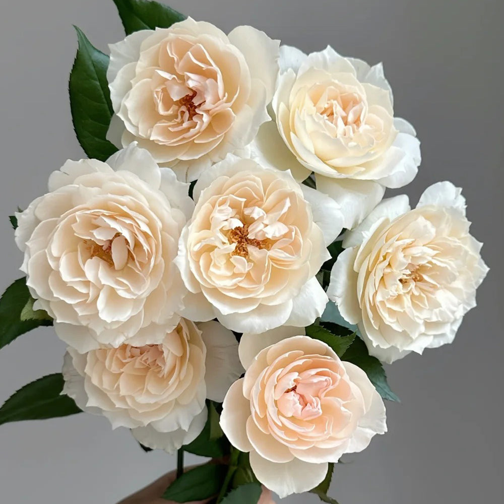 Denmark Florist Shrub Rose Inspired by Royal Diva