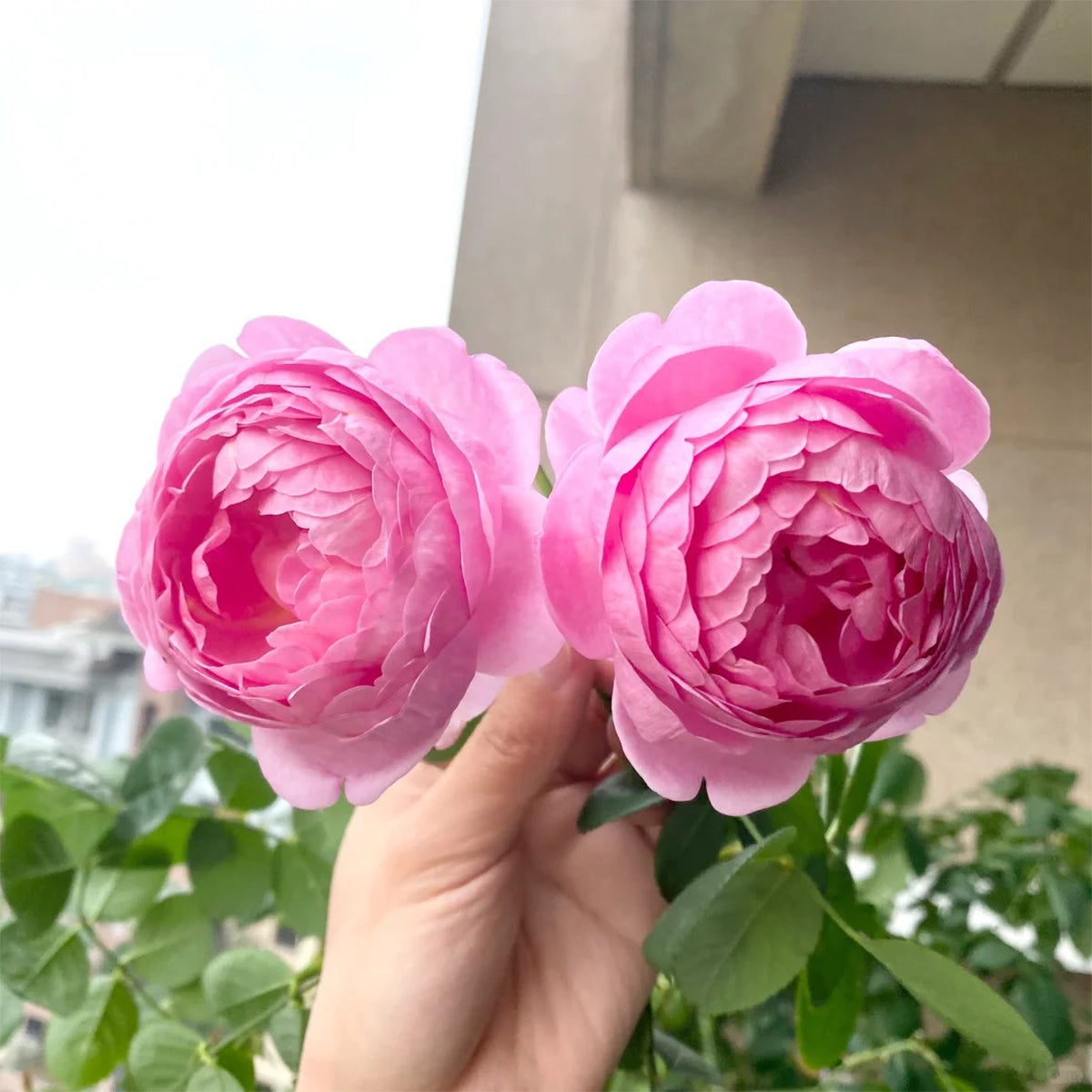 English Garden Shrub Rose AUSpaddle