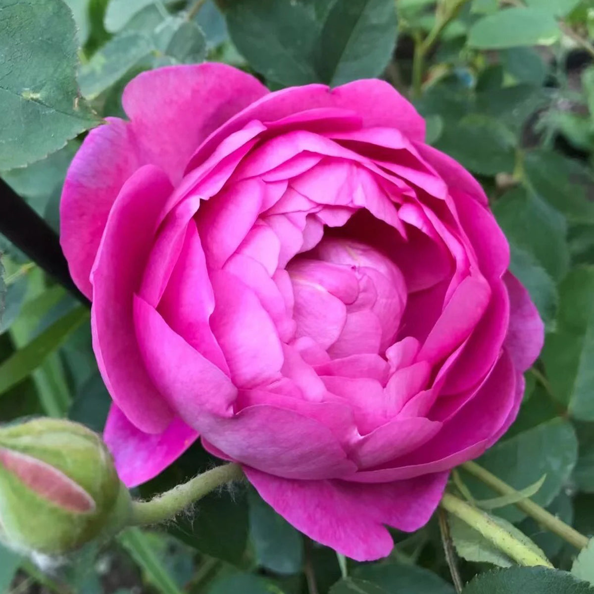 English Garden Shrub Rose AUSpaddle