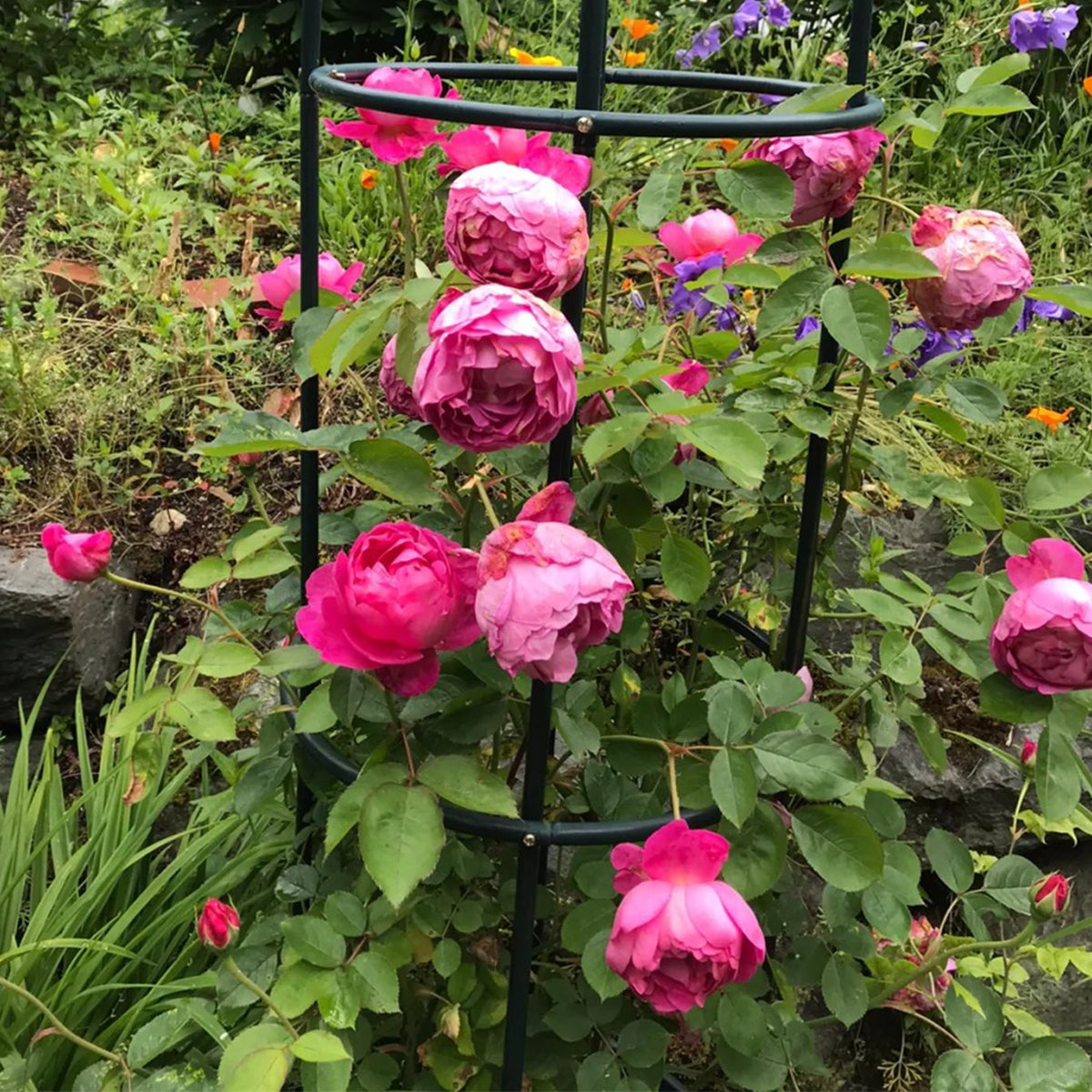 English Garden Shrub Rose AUSpaddle
