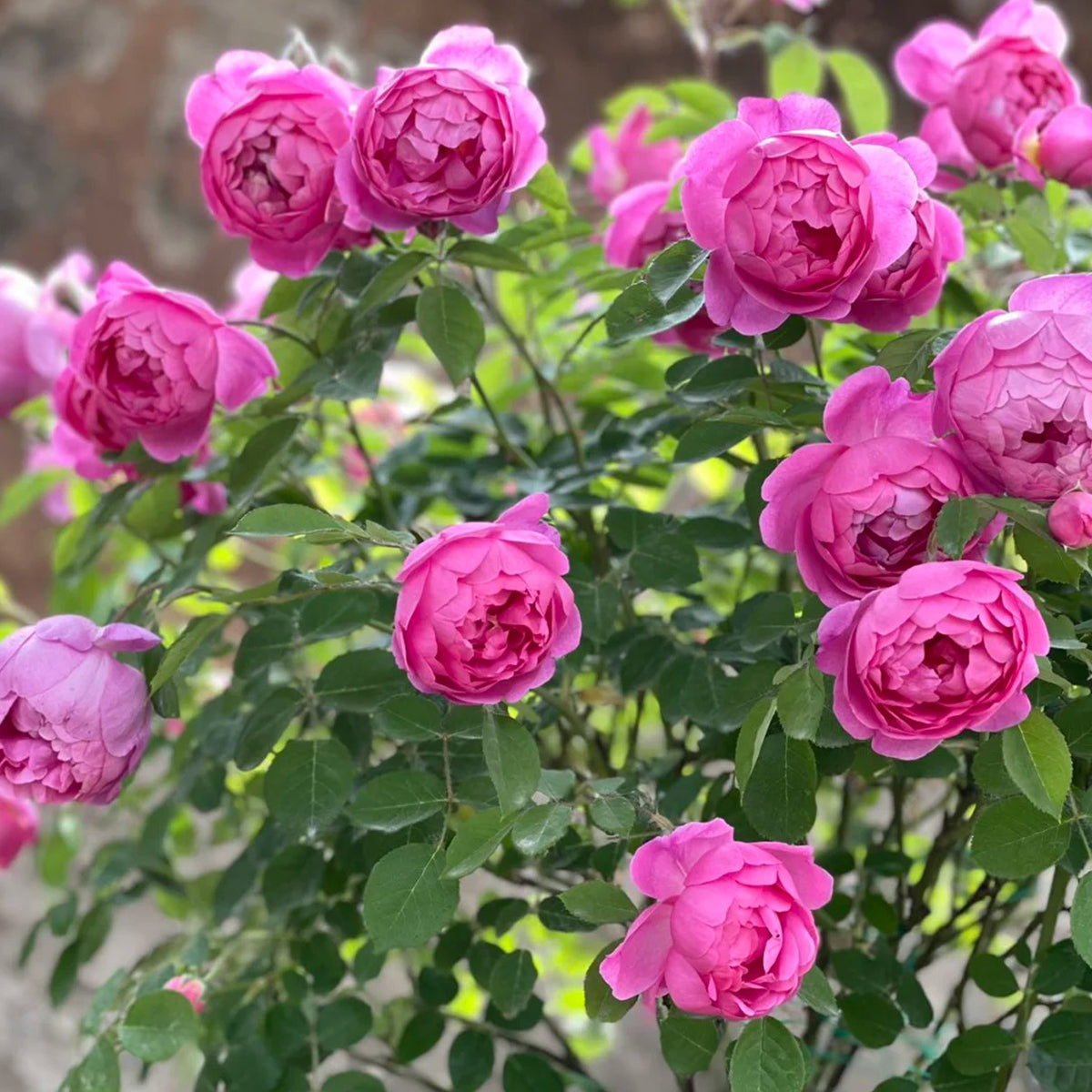 English Garden Shrub Rose AUSpaddle