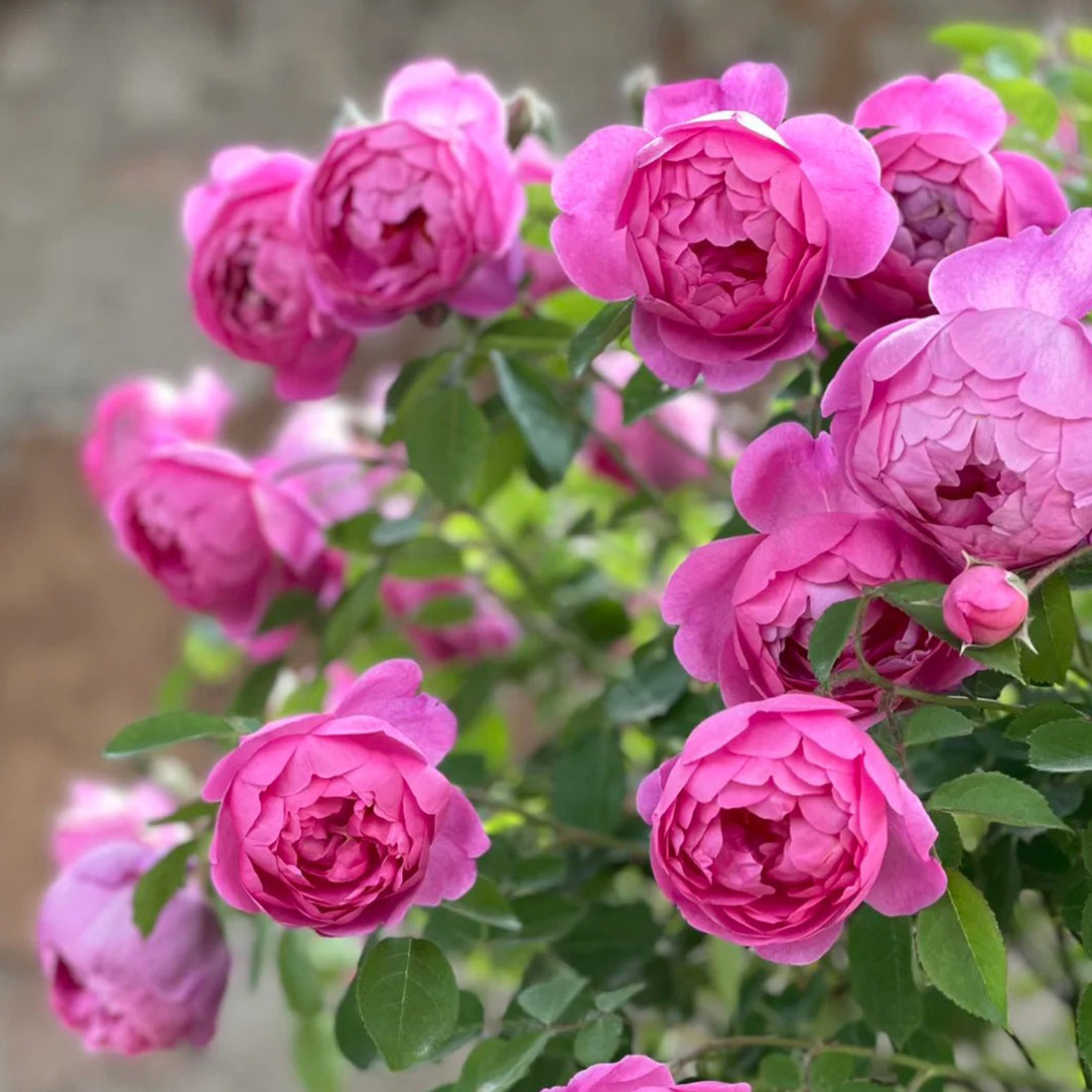 English Garden Shrub Rose AUSpaddle