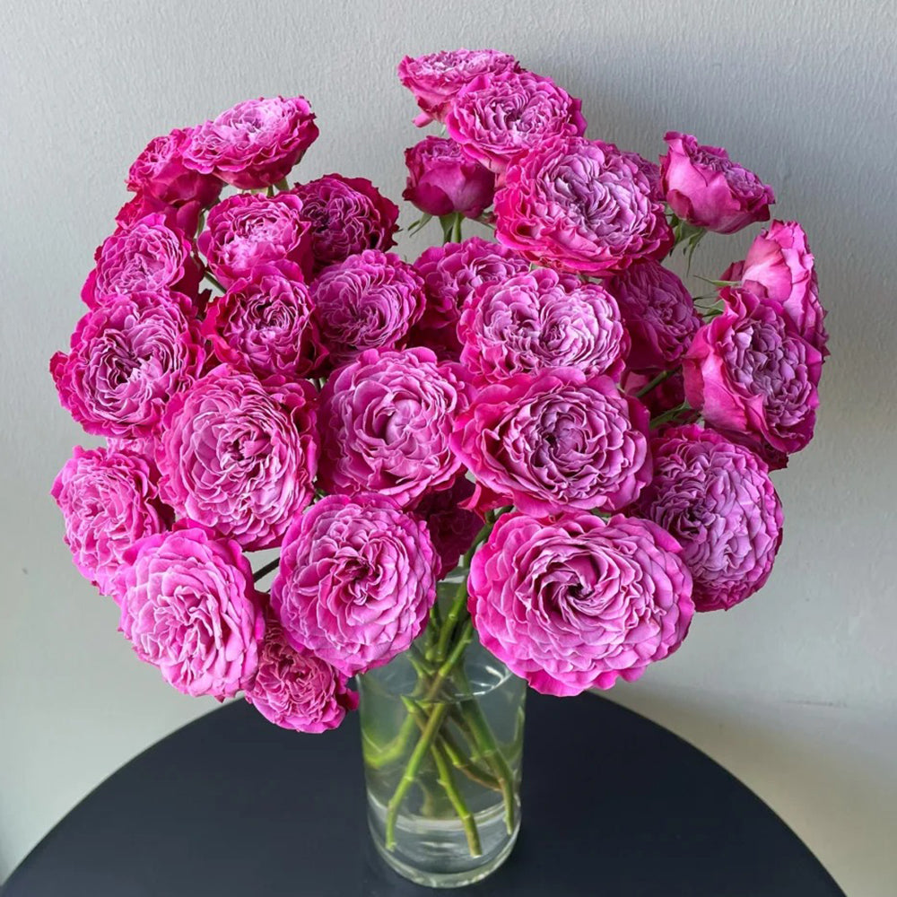 Royal Magic Dutch Florist Shrub Rose