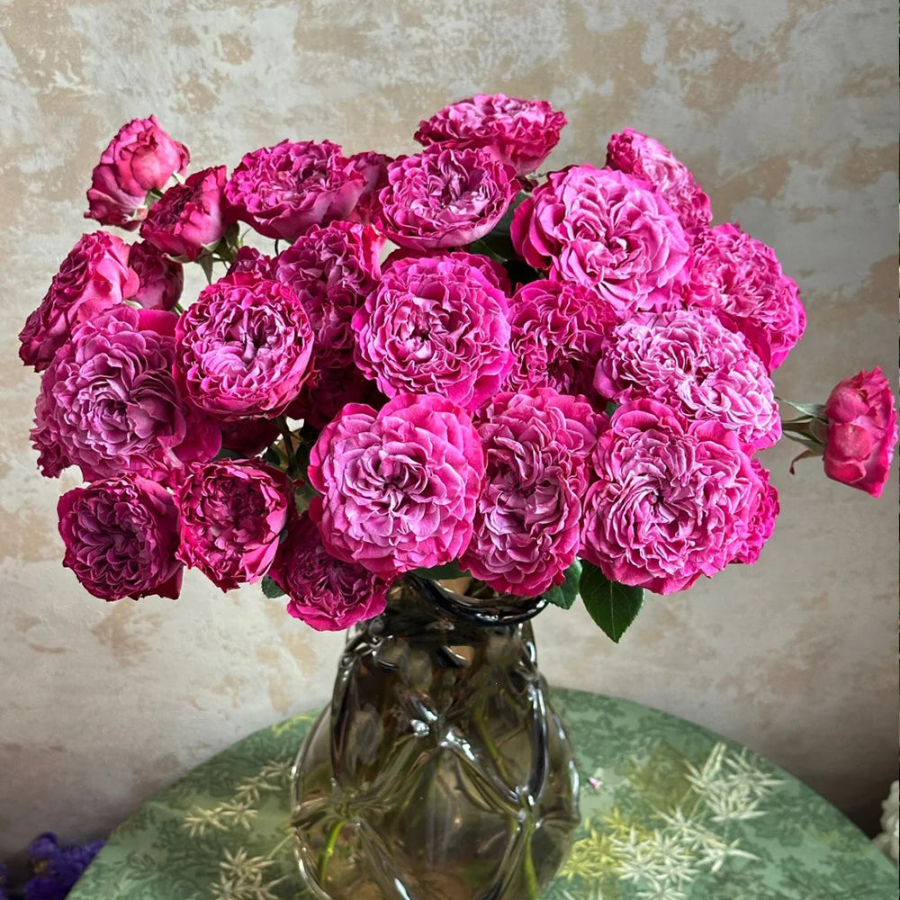 Royal Magic Dutch Florist Shrub Rose