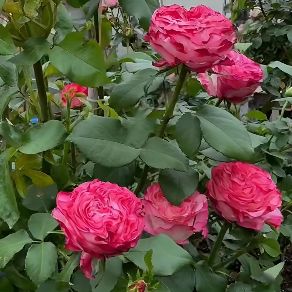 Royal Magic Dutch Florist Shrub Rose