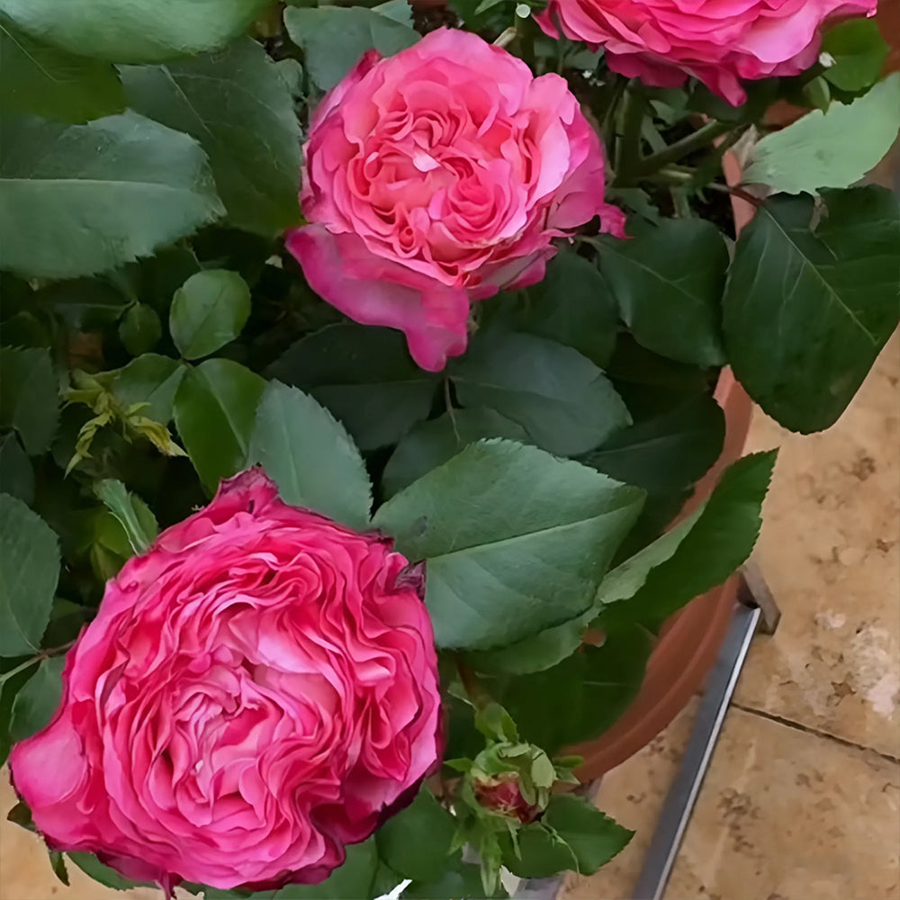 Royal Magic Dutch Florist Shrub Rose