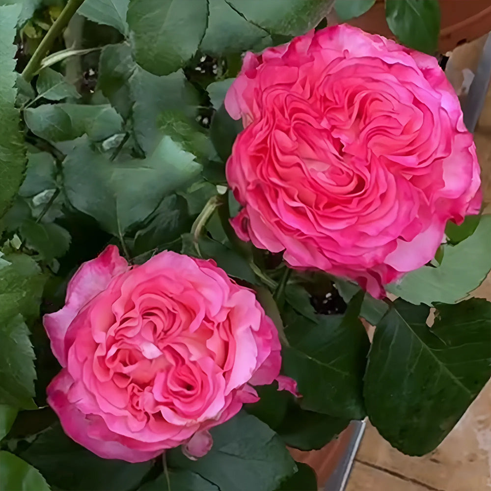 Royal Magic Dutch Florist Shrub Rose