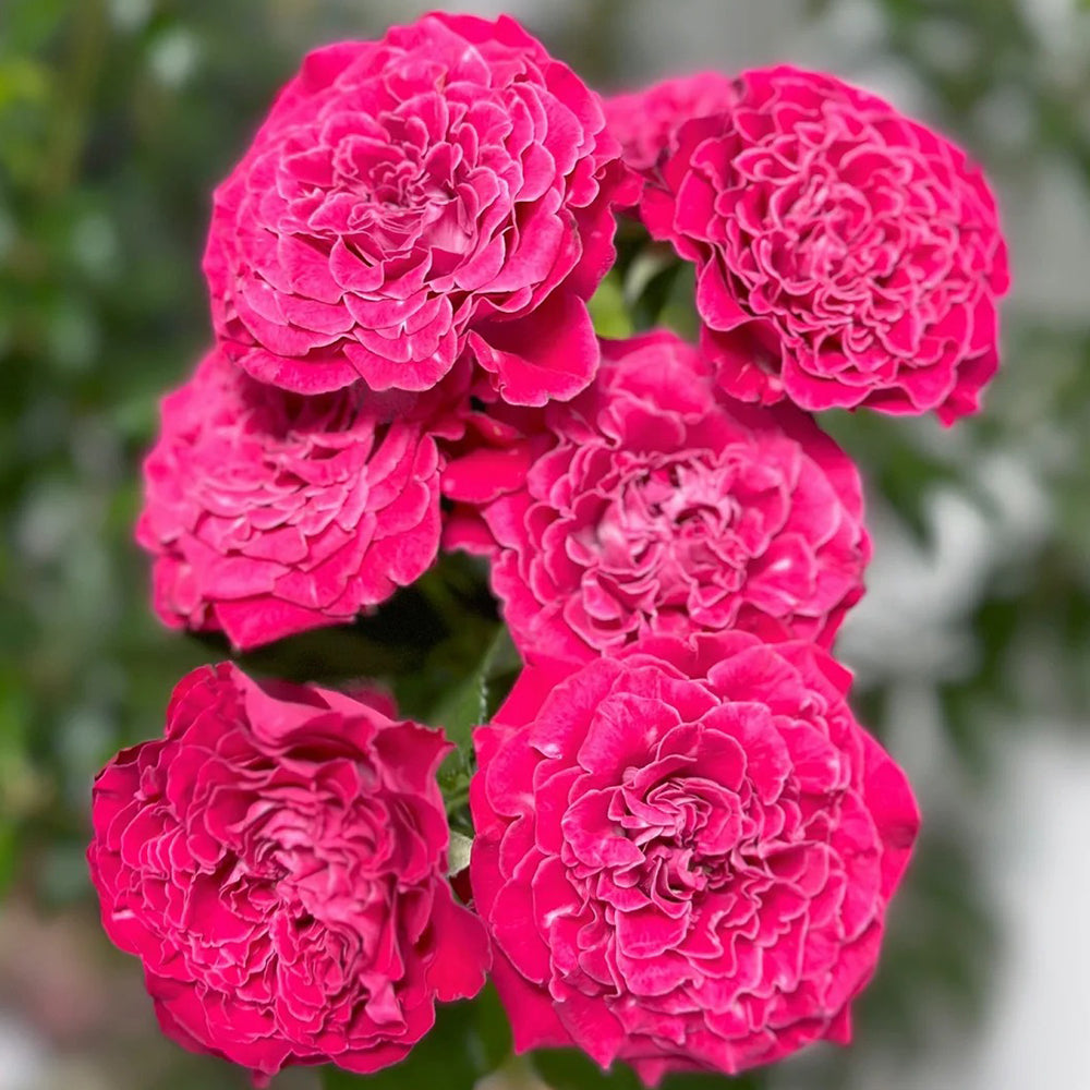 Royal Magic Dutch Florist Shrub Rose