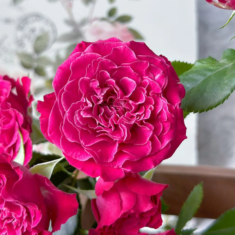 Royal Magic Dutch Florist Shrub Rose