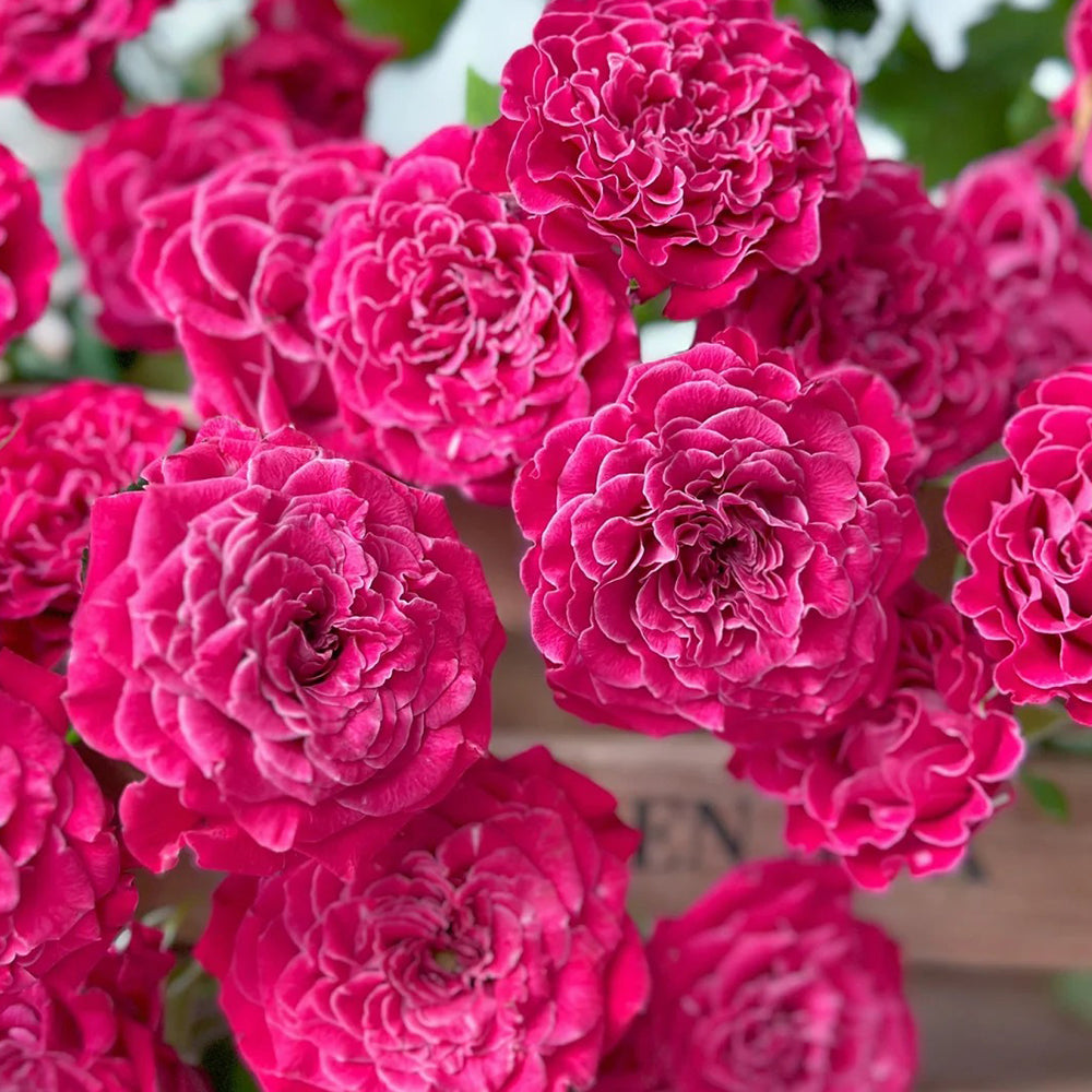 Royal Magic Dutch Florist Shrub Rose