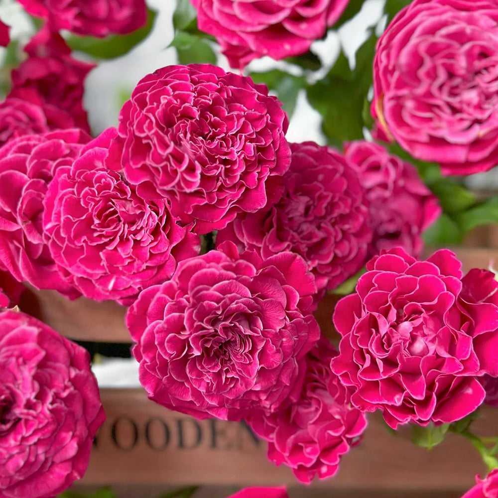 Royal Magic Dutch Florist Shrub Rose