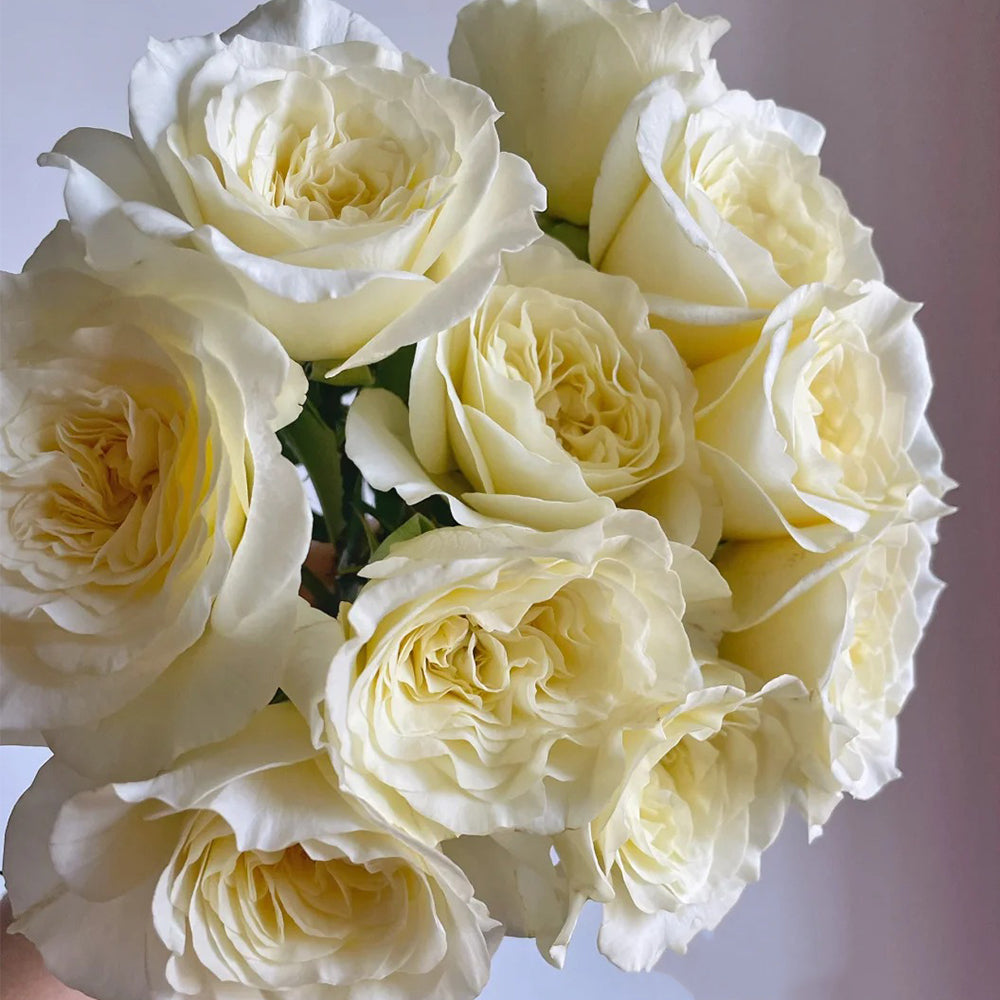Dutch Florist Shrub Rose Inspired by Royal Park