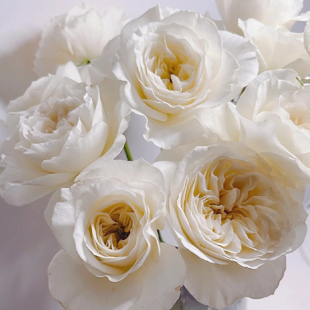 Dutch Florist Shrub Rose Inspired by Royal Park