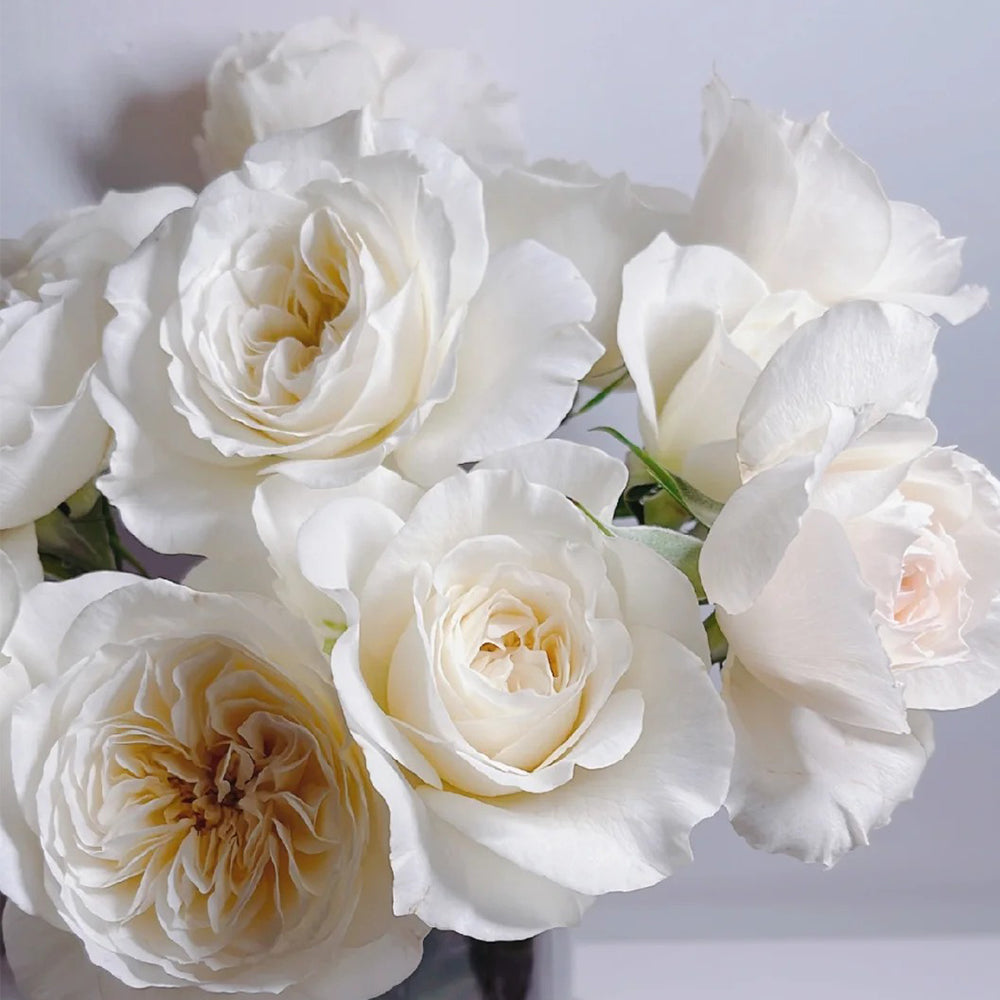 Dutch Florist Shrub Rose Inspired by Royal Park