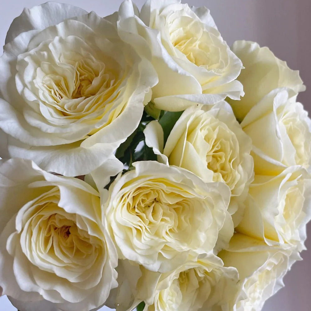 Dutch Florist Shrub Rose Inspired by Royal Park