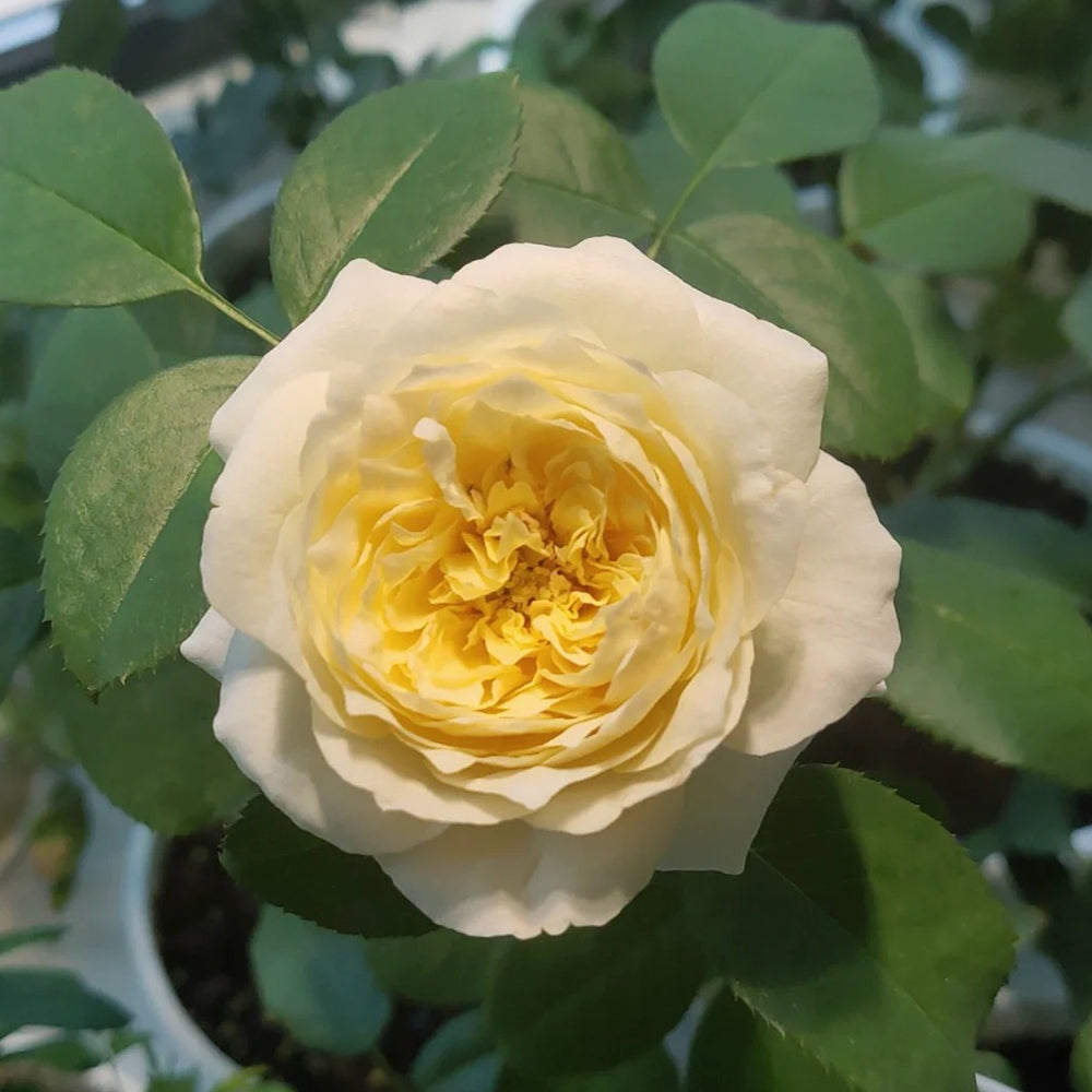 Dutch Florist Shrub Rose Inspired by Royal Park