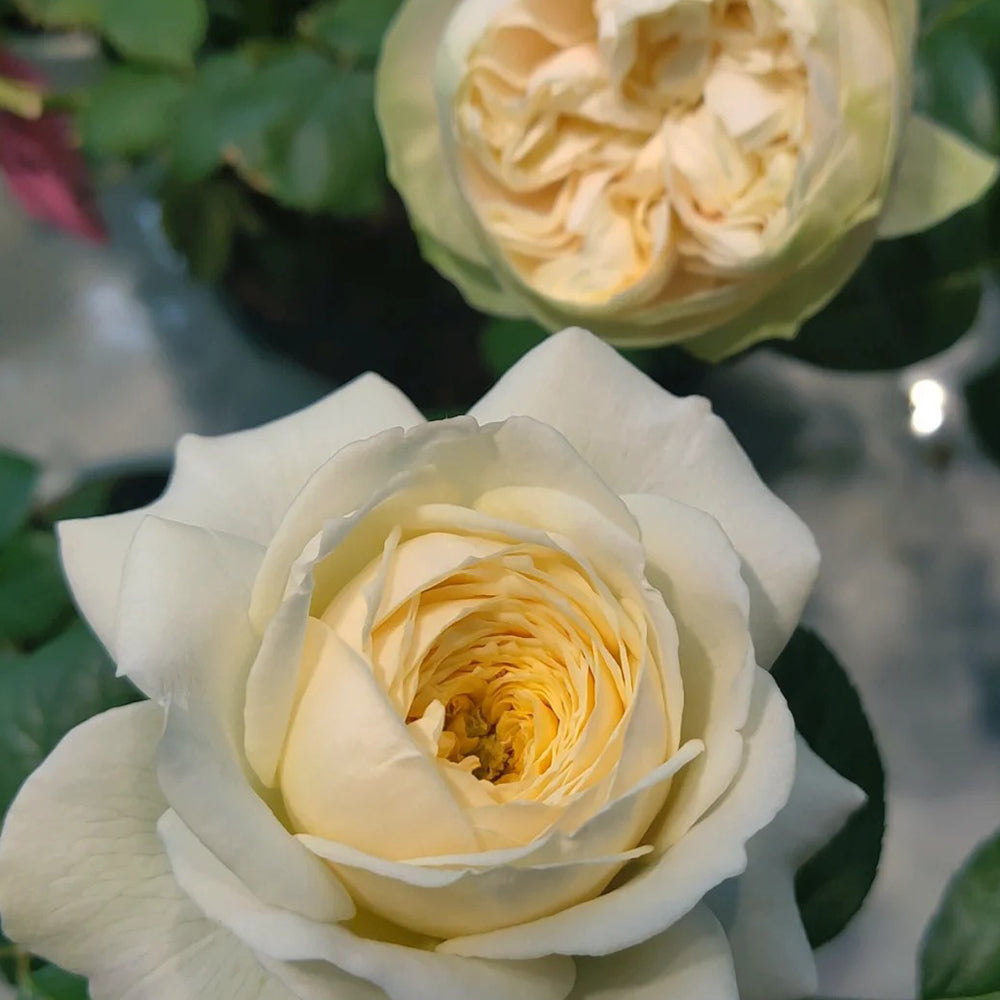 Dutch Florist Shrub Rose Inspired by Royal Park