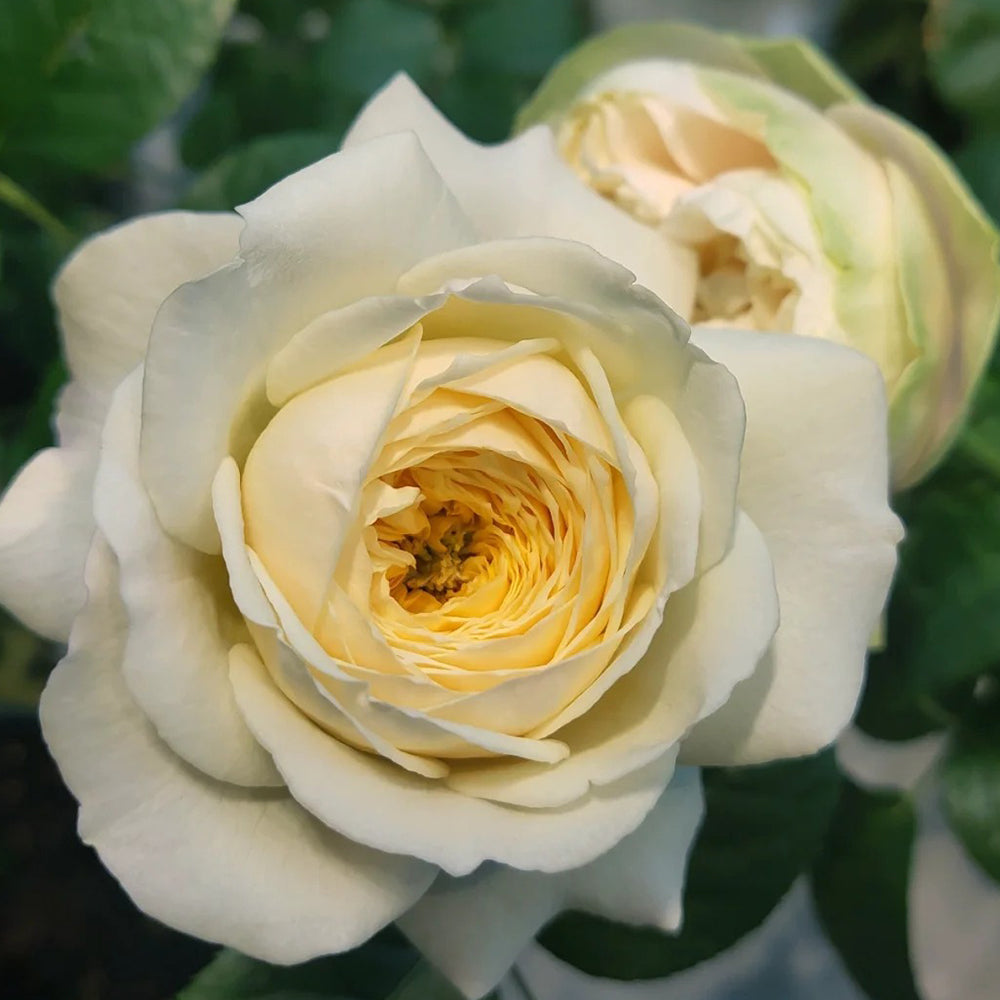 Dutch Florist Shrub Rose Inspired by Royal Park