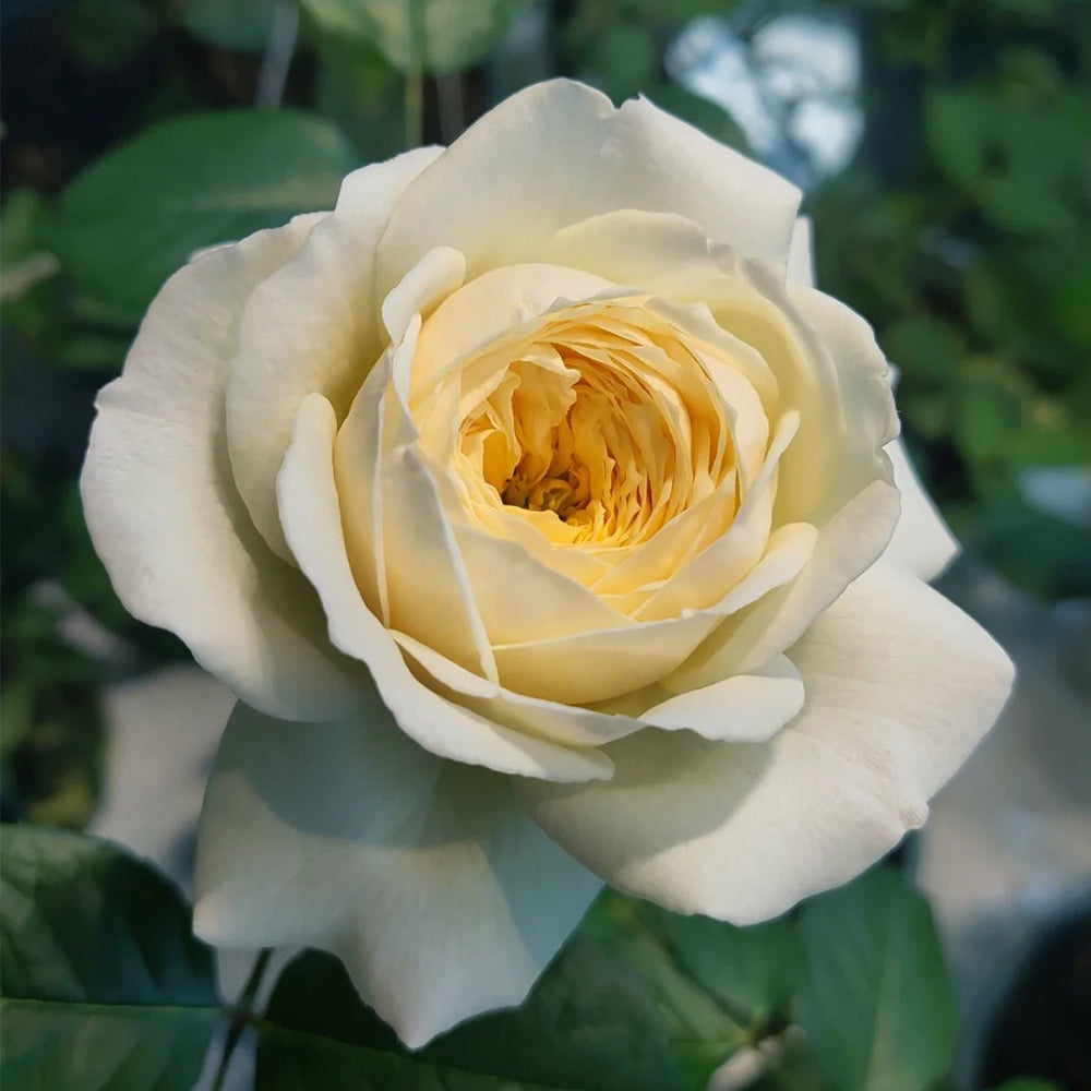 Dutch Florist Shrub Rose Inspired by Royal Park