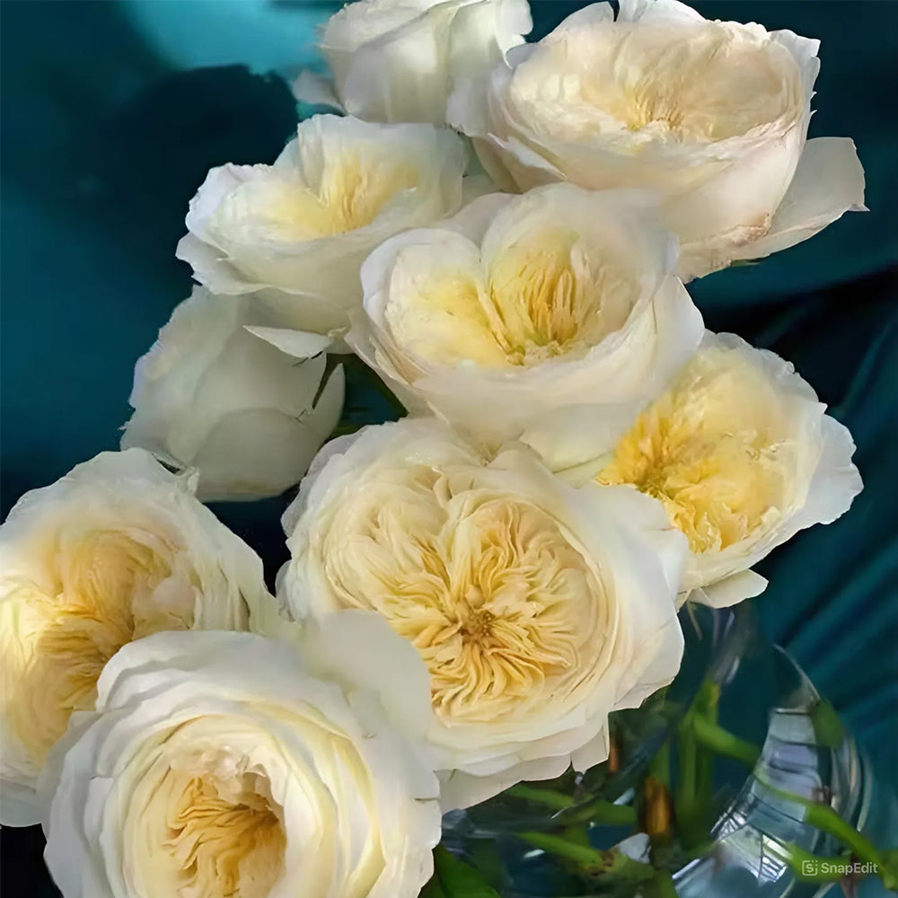 Dutch Florist Shrub Rose Inspired by Royal Park