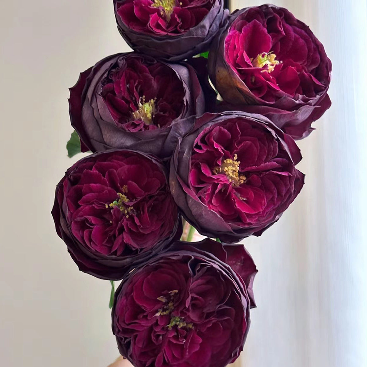 Royale Japanese Florist Shrub Rose