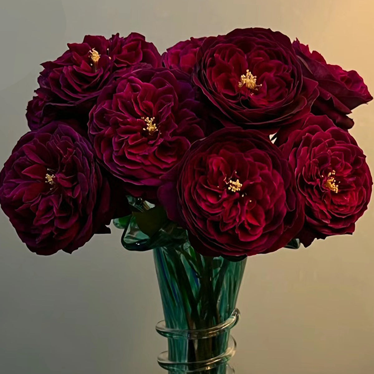 Royale Japanese Florist Shrub Rose