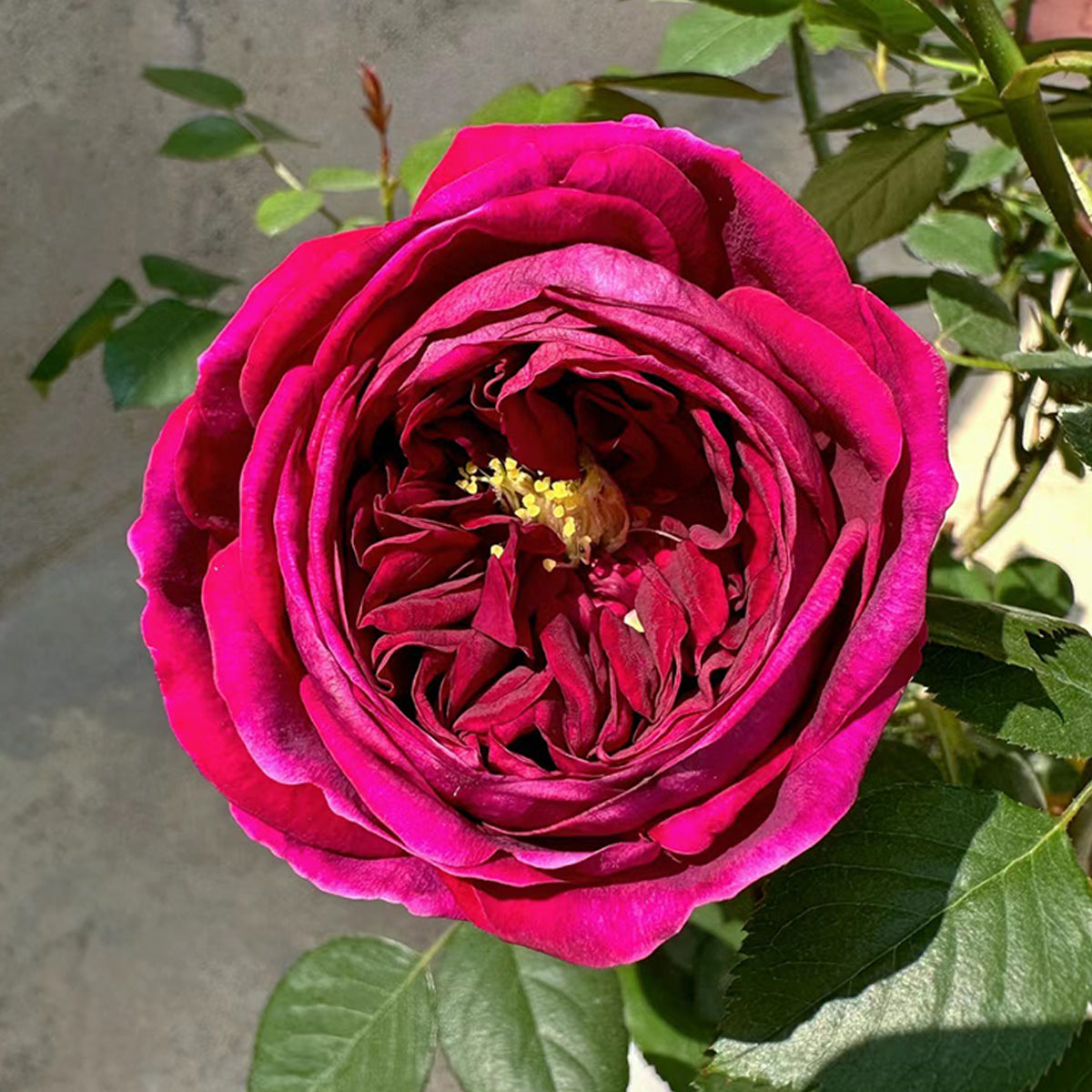 Royale Japanese Florist Shrub Rose