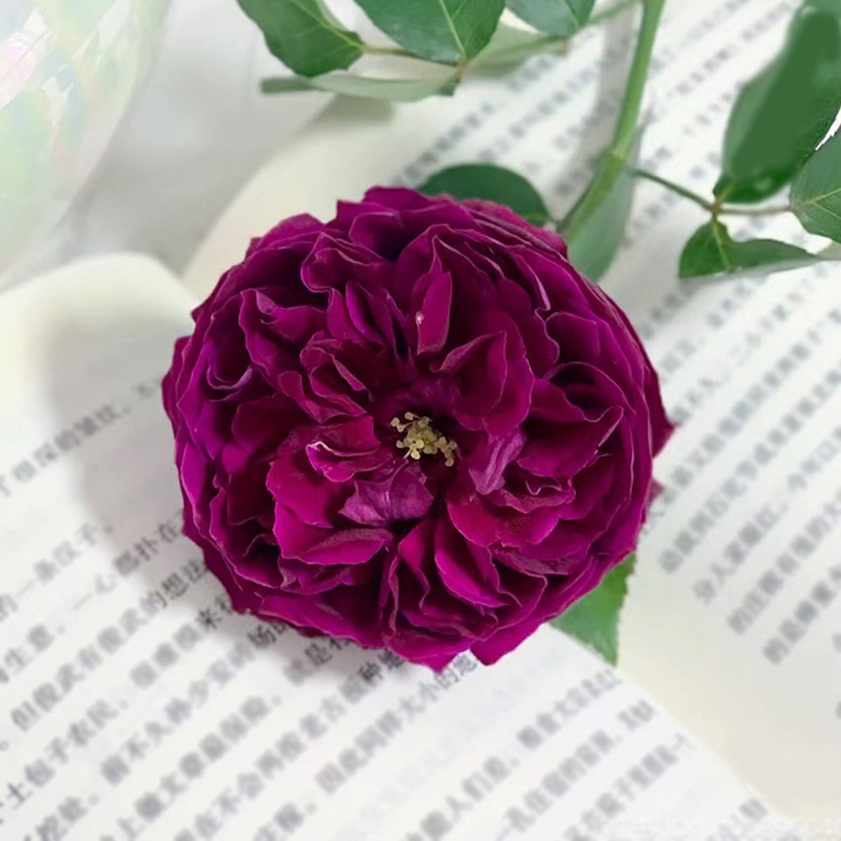 Royale Japanese Florist Shrub Rose