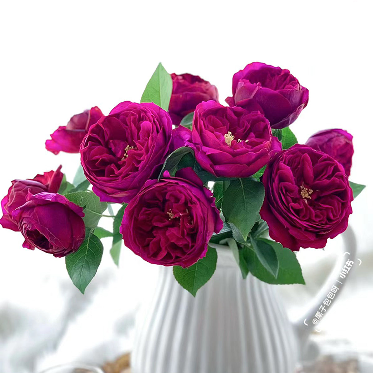Royale Japanese Florist Shrub Rose