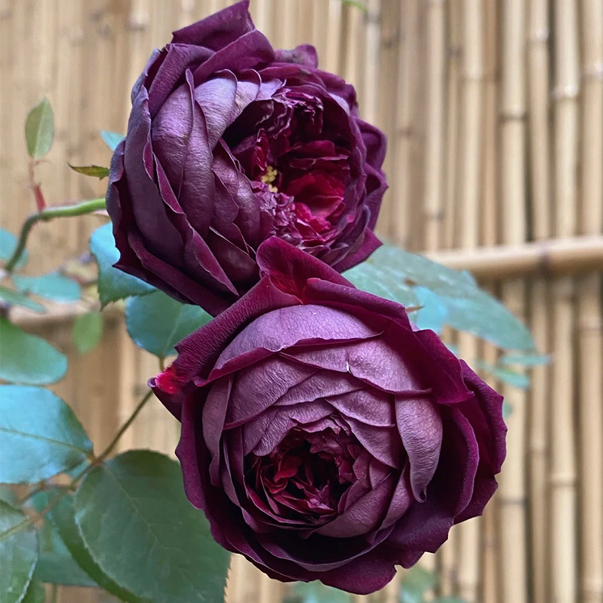 Royale Japanese Florist Shrub Rose