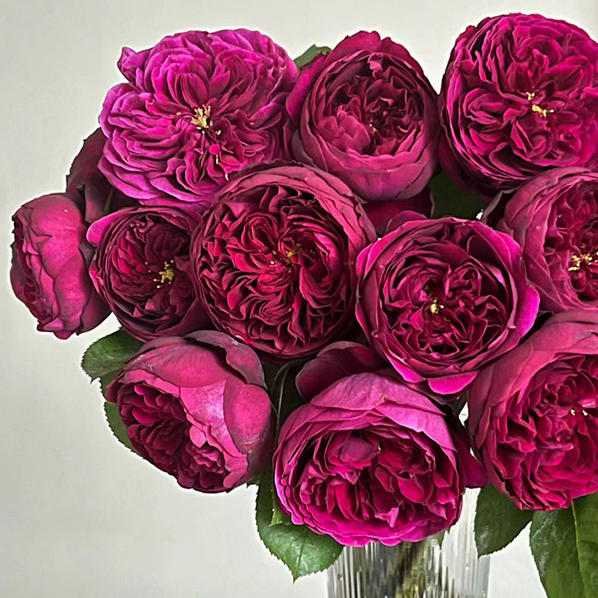 Royale Japanese Florist Shrub Rose