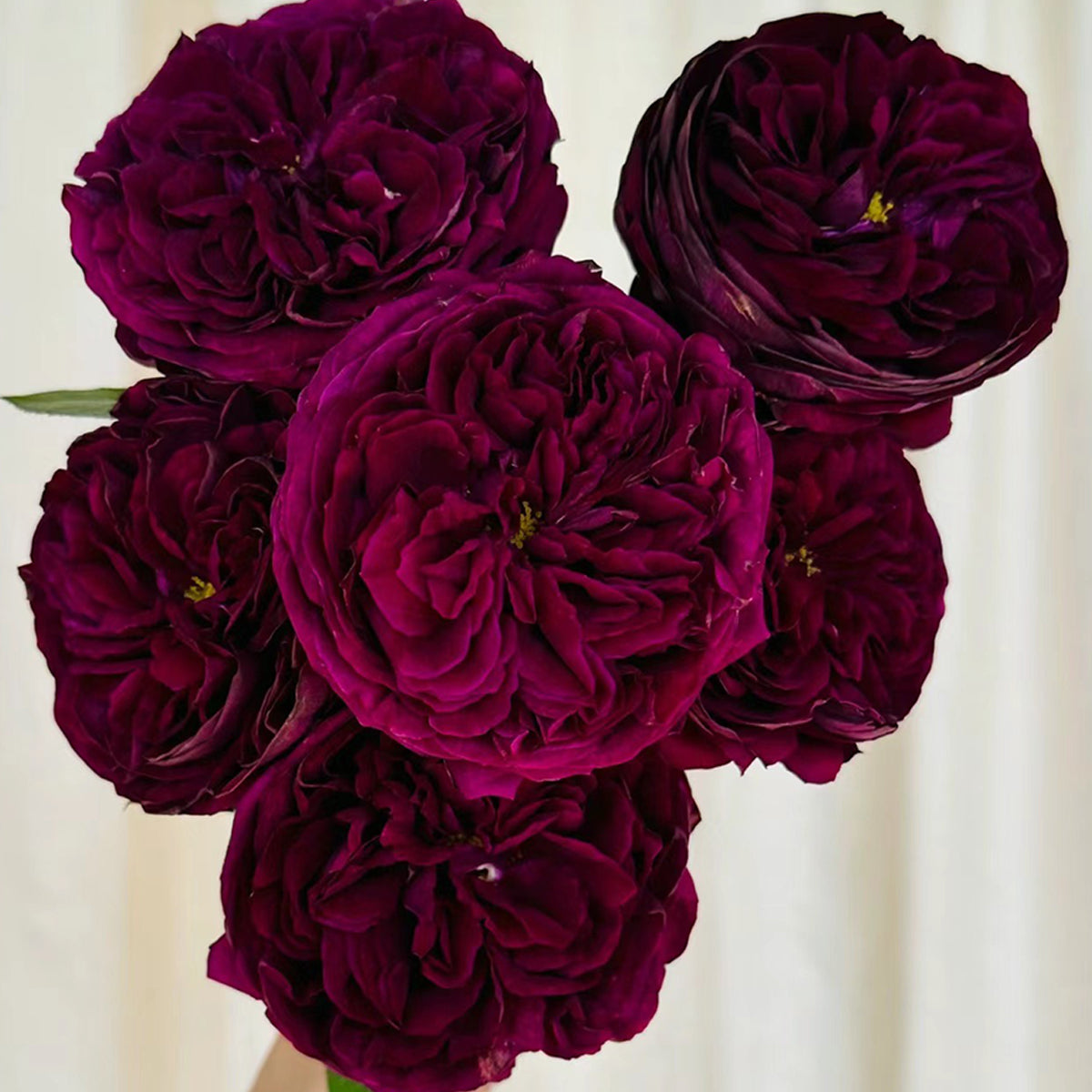Royale Japanese Florist Shrub Rose