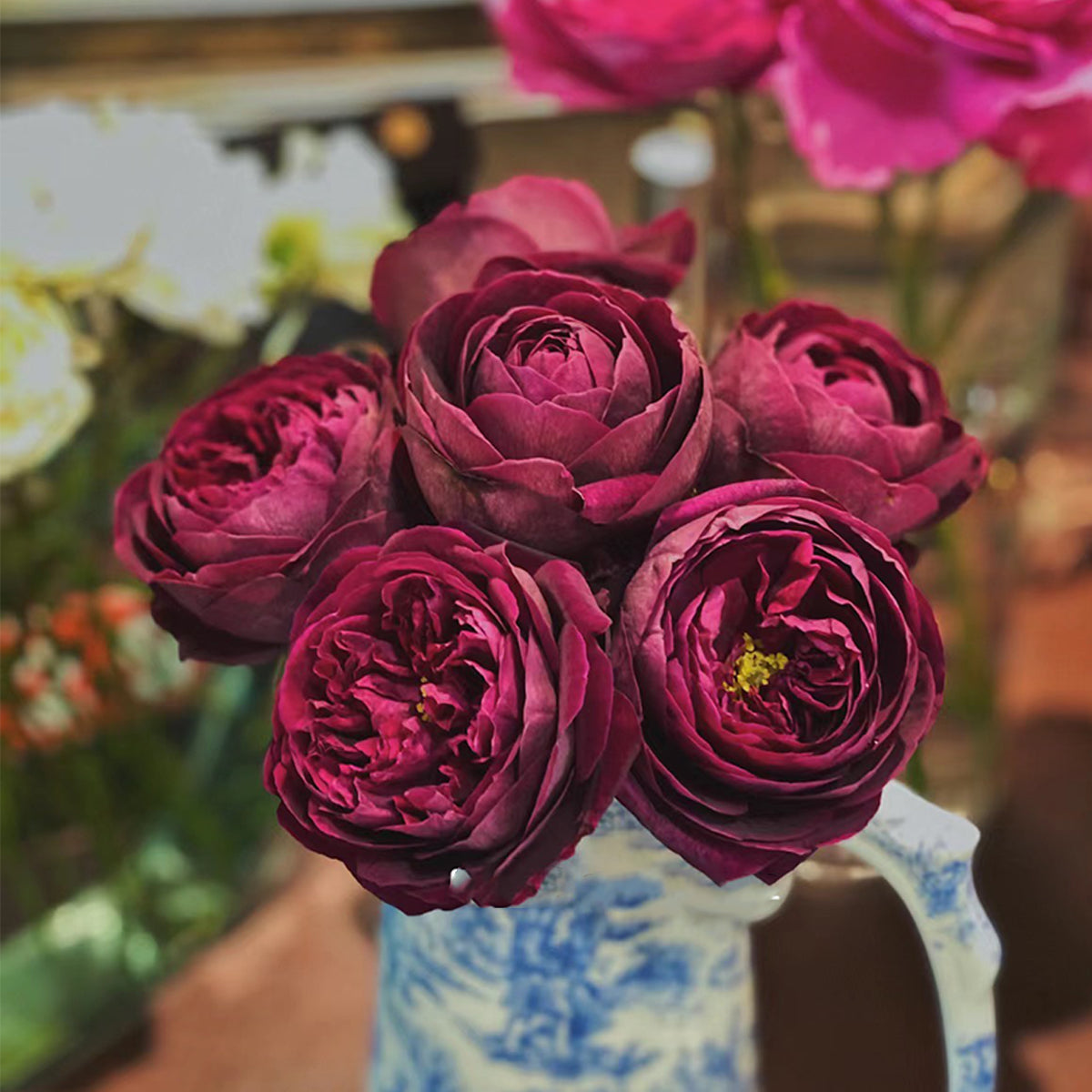Royale Japanese Florist Shrub Rose