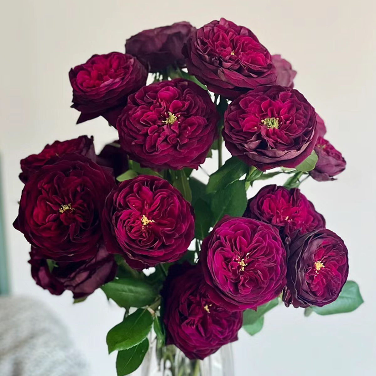 Royale Japanese Florist Shrub Rose